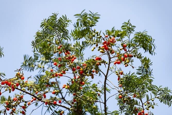 Китай е една от страните с най богато растително разнообразие
