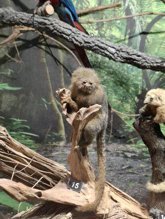 Регионален природонаучен музей – Пловдив утвърдил се като най бързо
