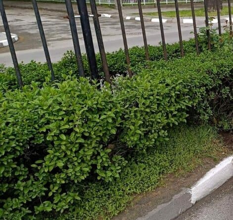 Община Асеновград спечели проект с който ще се подобри зелената